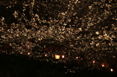 夜桜