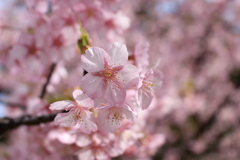 開花
