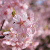 開花
