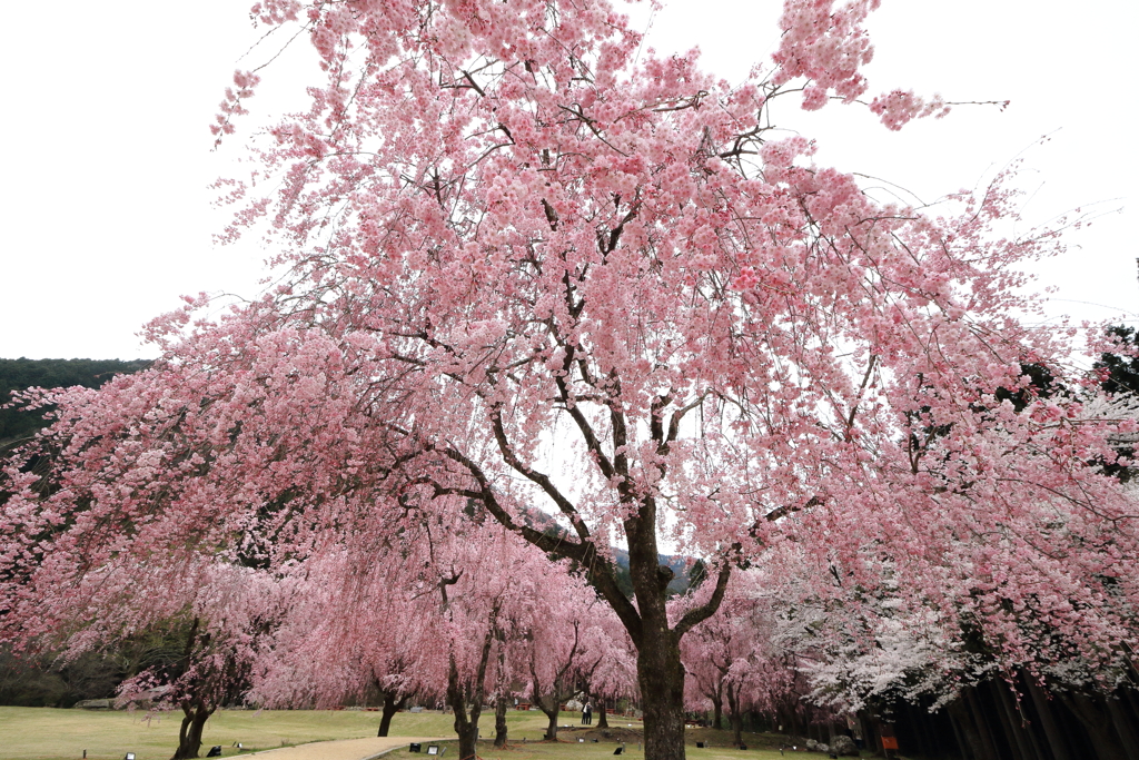 枝垂桜５