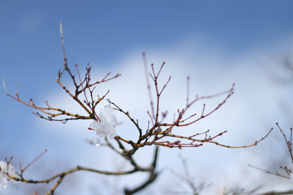 雪化粧