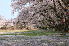 桜散る