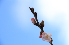 早すぎる春の訪れ