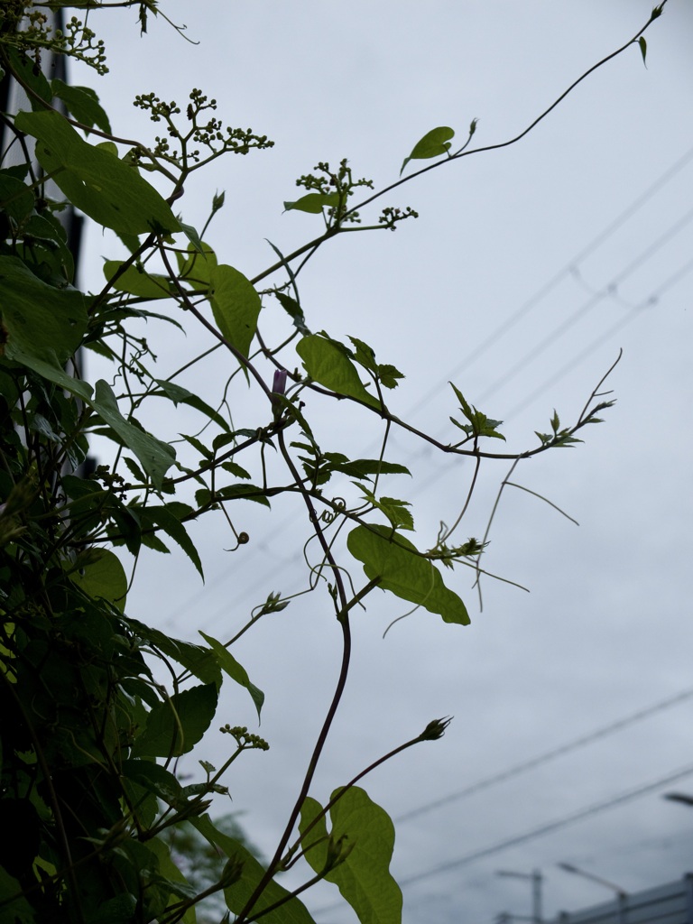 暮れるのが早くなった