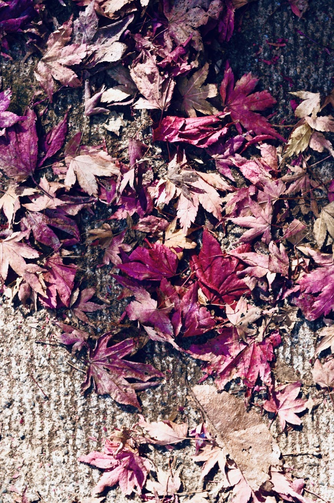 今年の紅葉事情