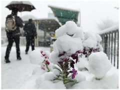 一日限りの雪景色