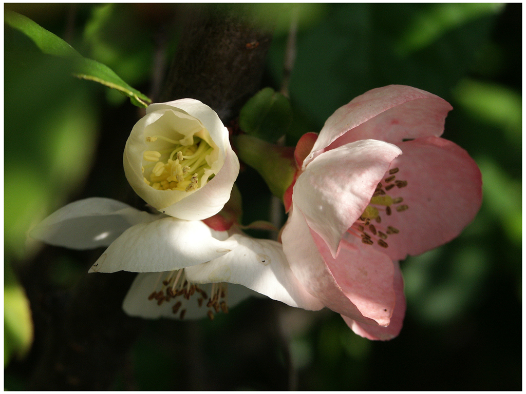 ボケの花