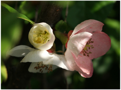 ボケの花