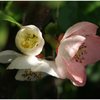 ボケの花