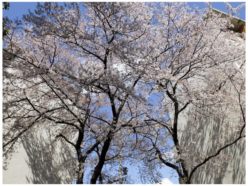 桜ゲート