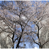 桜ゲート