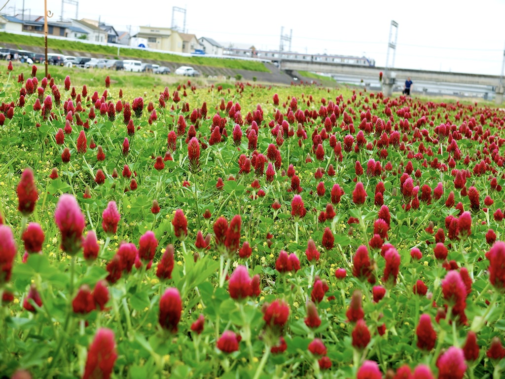 河川敷散歩