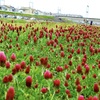 河川敷散歩