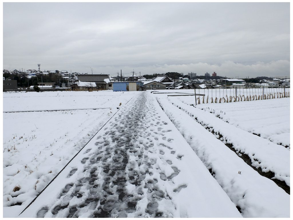 一日限りの雪景色
