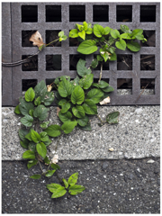 溝