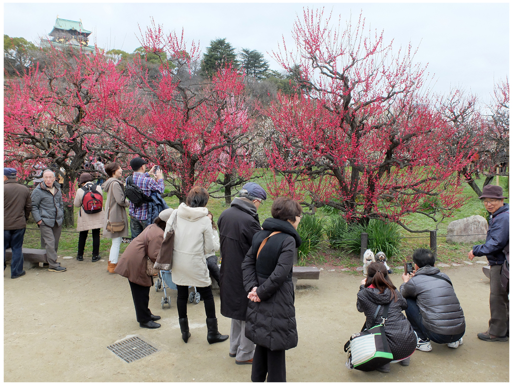 大阪城梅園