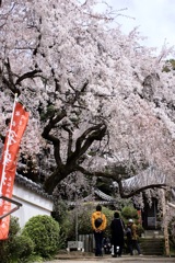 山中渓 桜