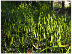 ダンシング a サンセット