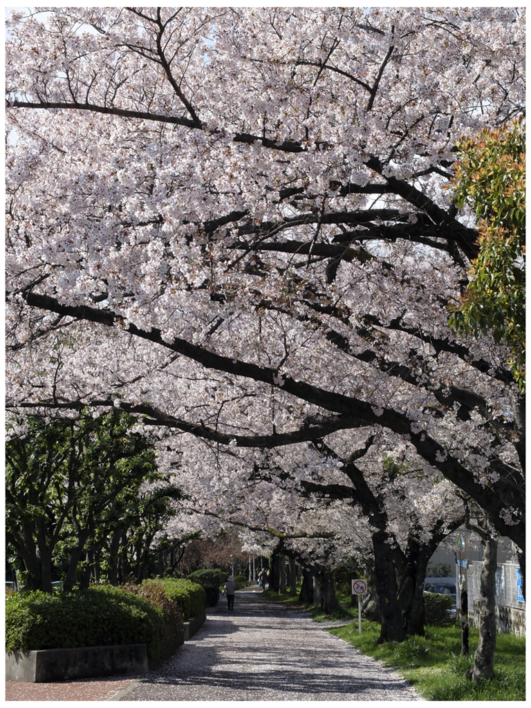 桜日和