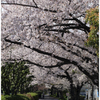 桜日和