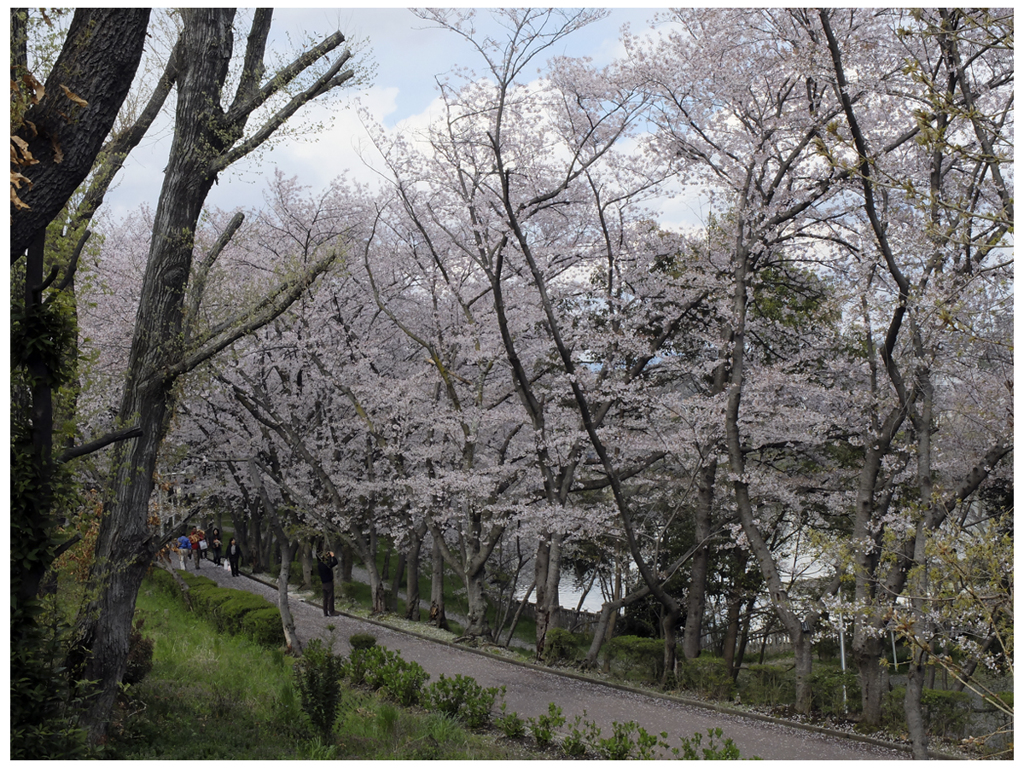 桜道
