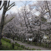 桜道