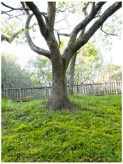 野のカーペット