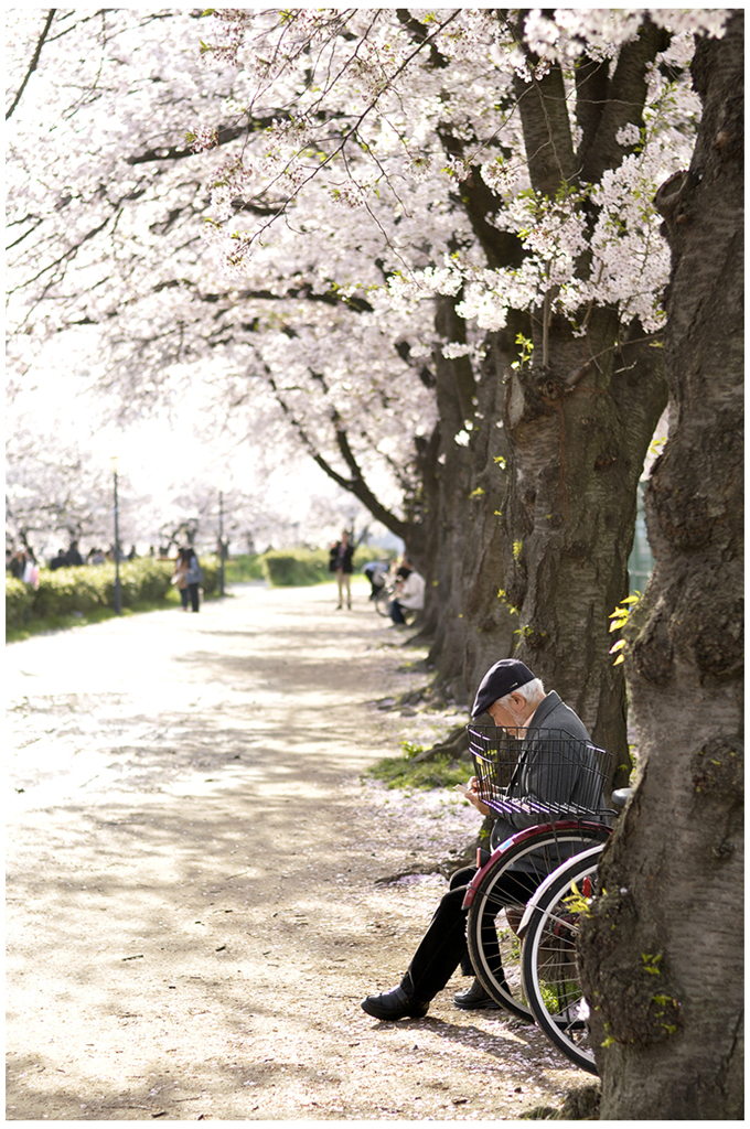 桜の頃