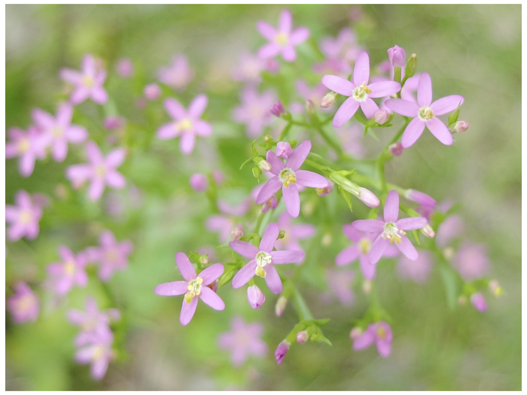 花開きささやく