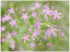 花開きささやく