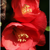 ボケの花