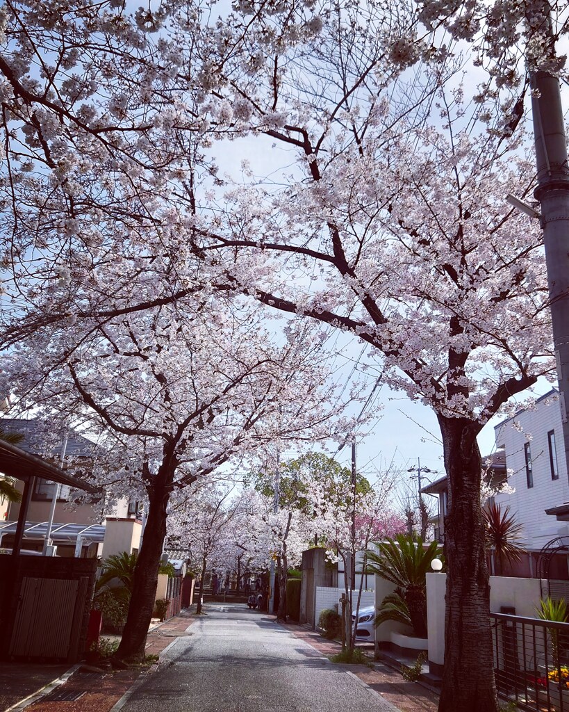 桜並木