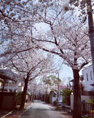 桜並木