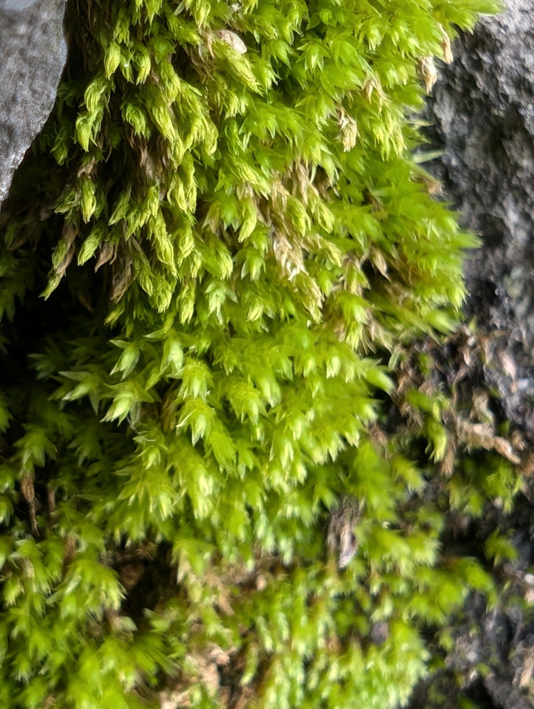 苔