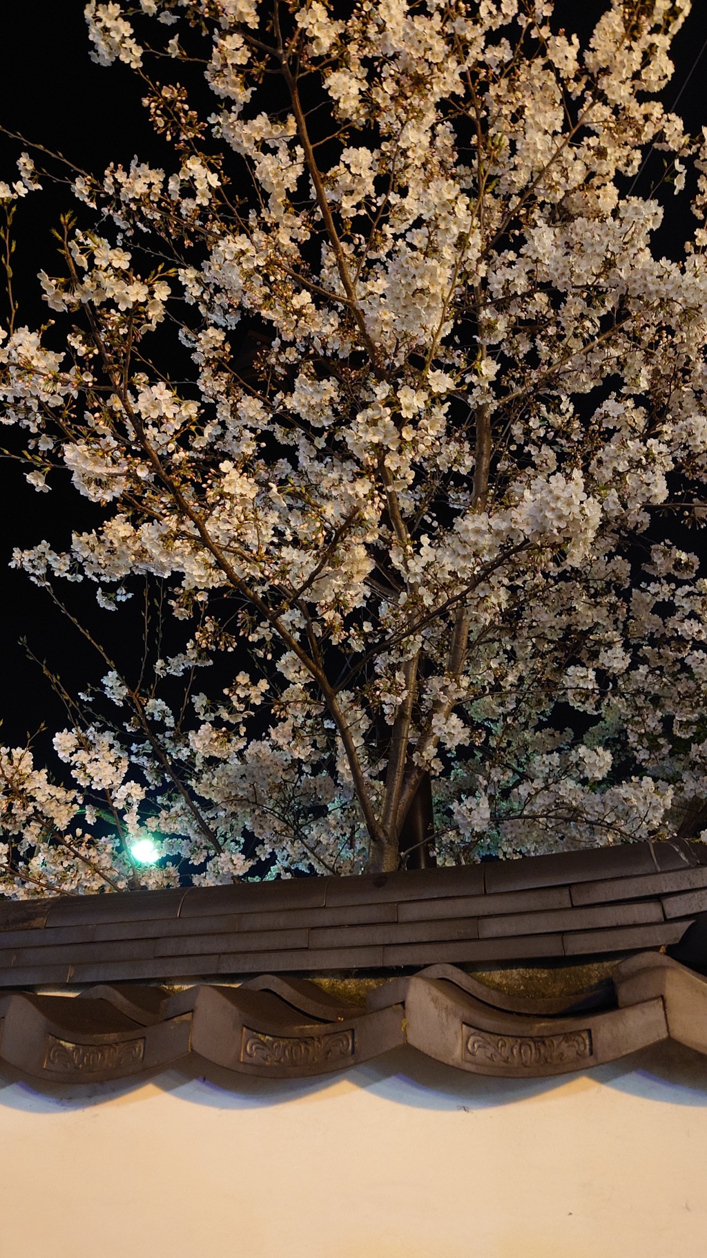 夜桜