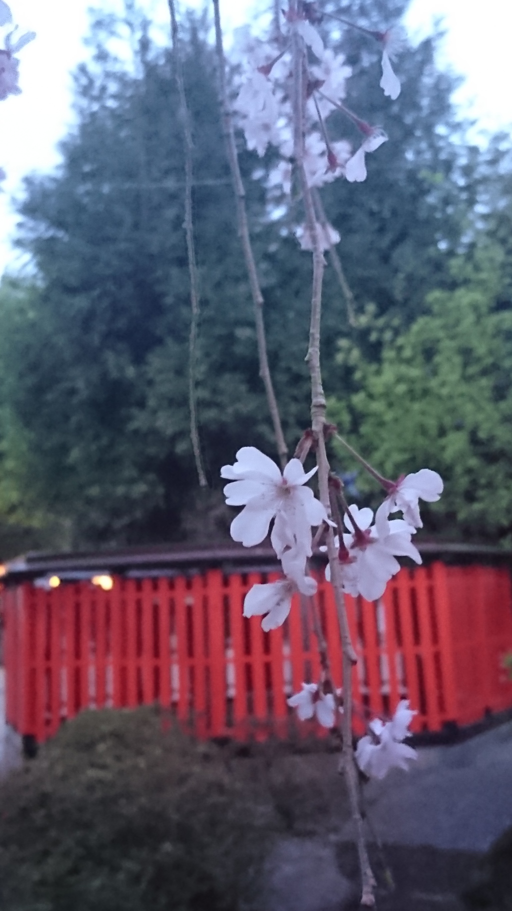 しだれ桜