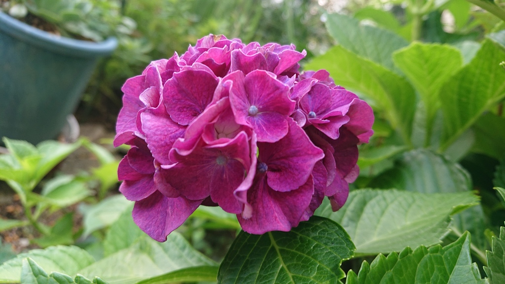 紫陽花3