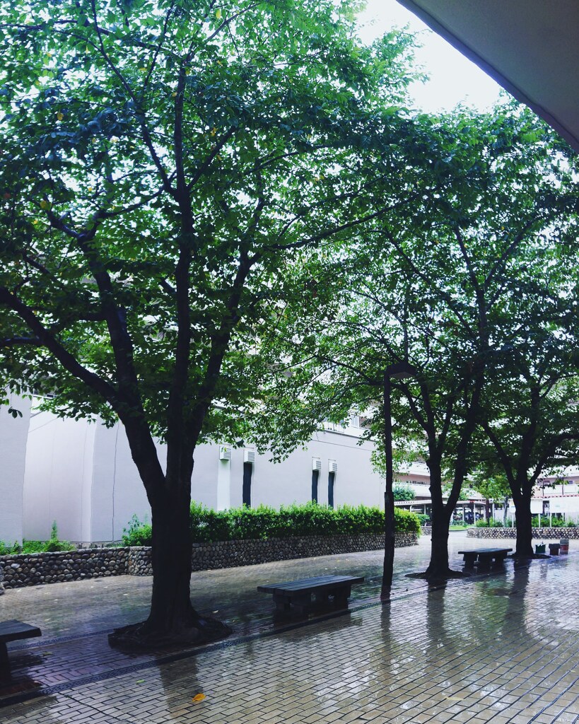 雨に濡れた団地の中庭