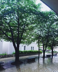 雨に濡れた団地の中庭