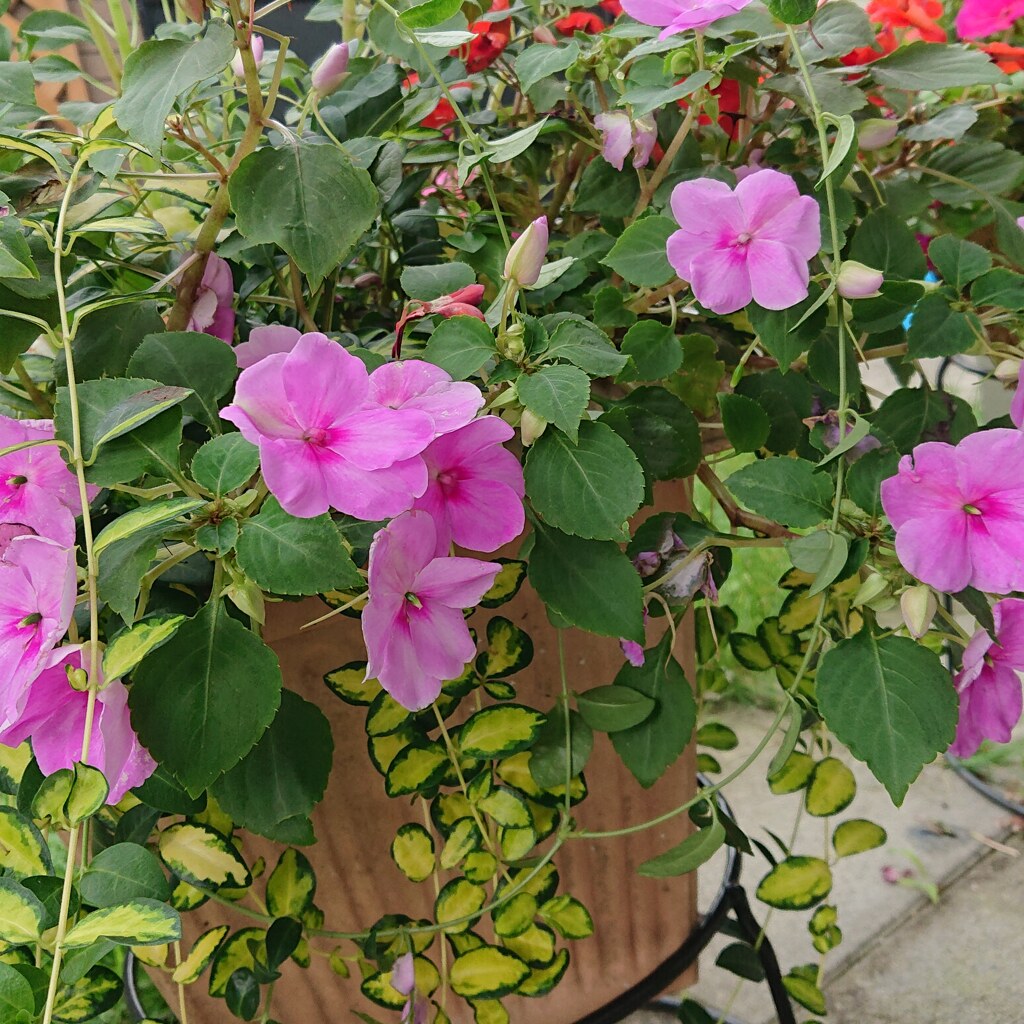 デイサービスの花