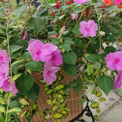 デイサービスの花