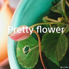 蕾