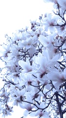 木蓮の華