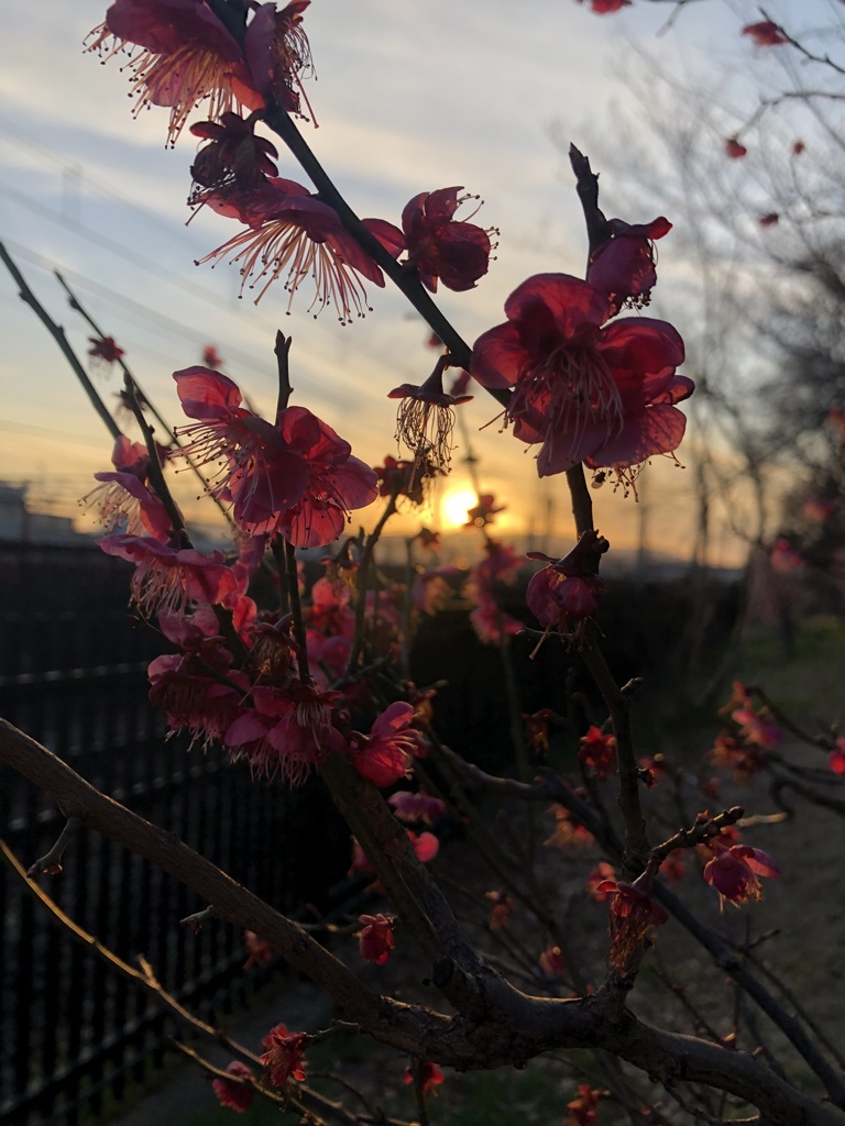 花と夕陽