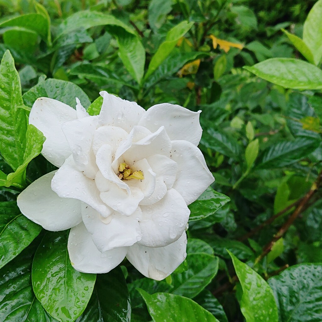 くちなしの花