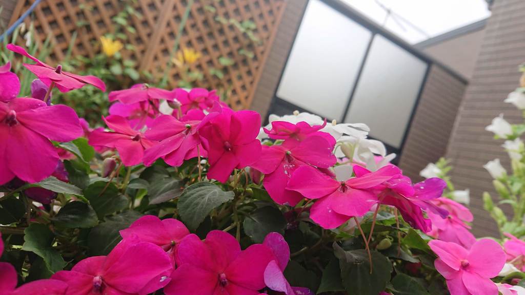 デイの花