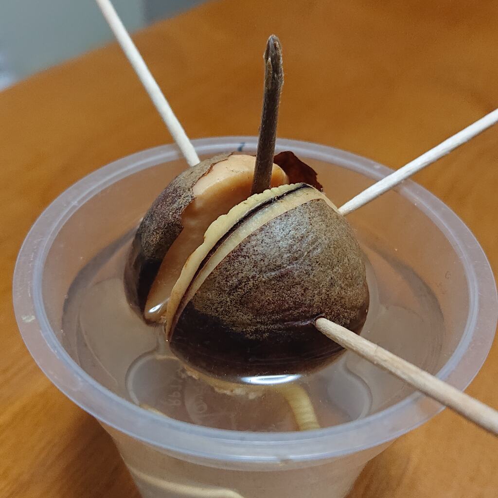 アボカドの種
