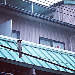 梅雨の雀