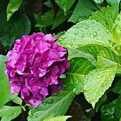 雨と紫陽花
