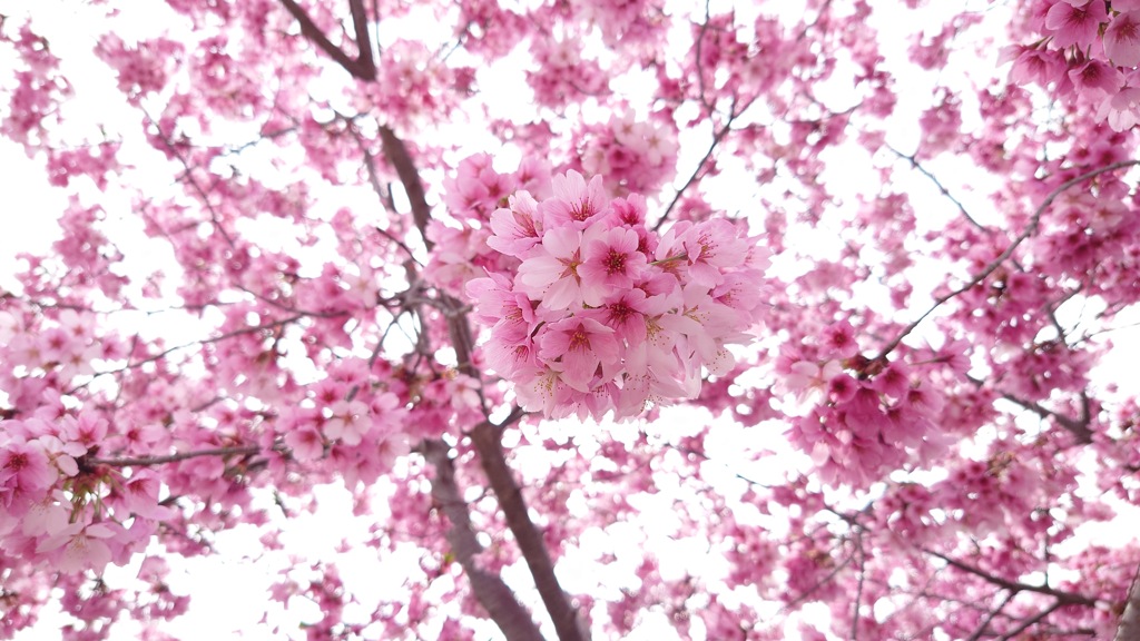 儚い桜